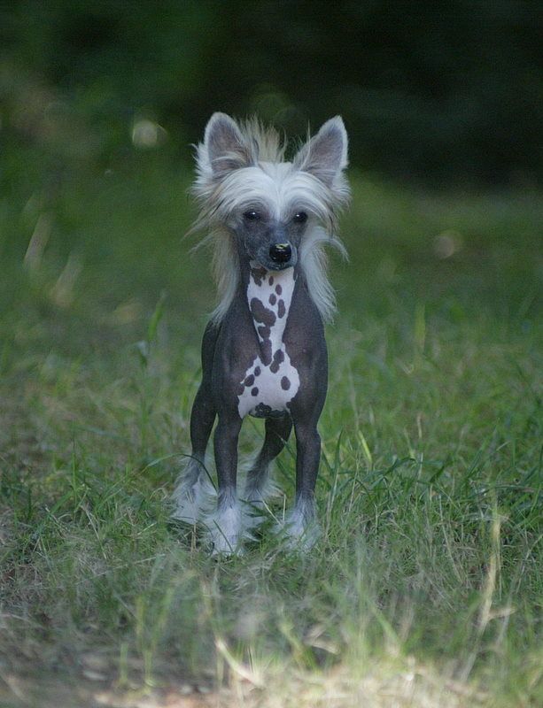 Demolition Man du Domaine du Président
