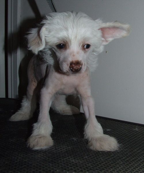 Superlines Irresistible  Pablo