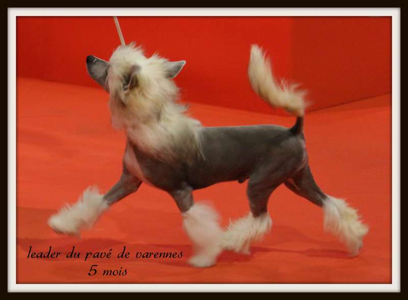 leader du pavé de varennes