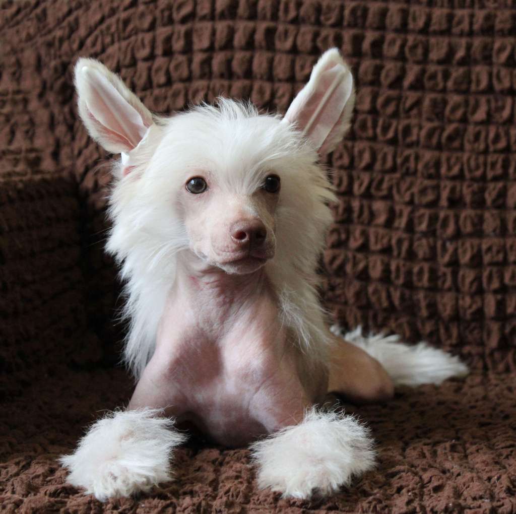 Charuyuschiy Soblazn Jung spring flower