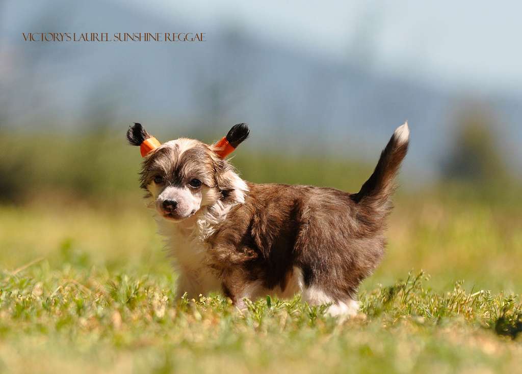 Victory's Laurel Sunshine Reggae