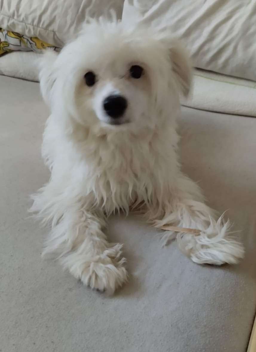 Jasper Jolly z Jaromerského panství