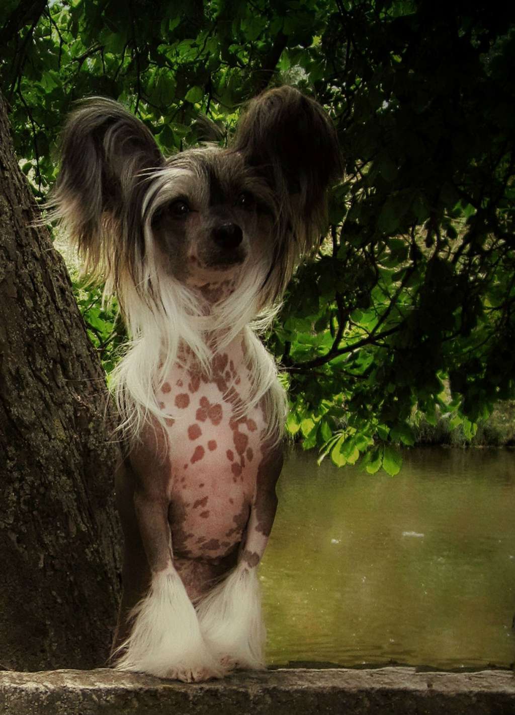 Tippytoes Sunshine In My Pocket