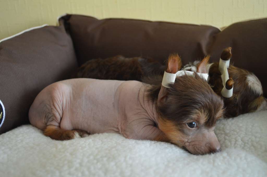 Ogni Stolitsy Zabava