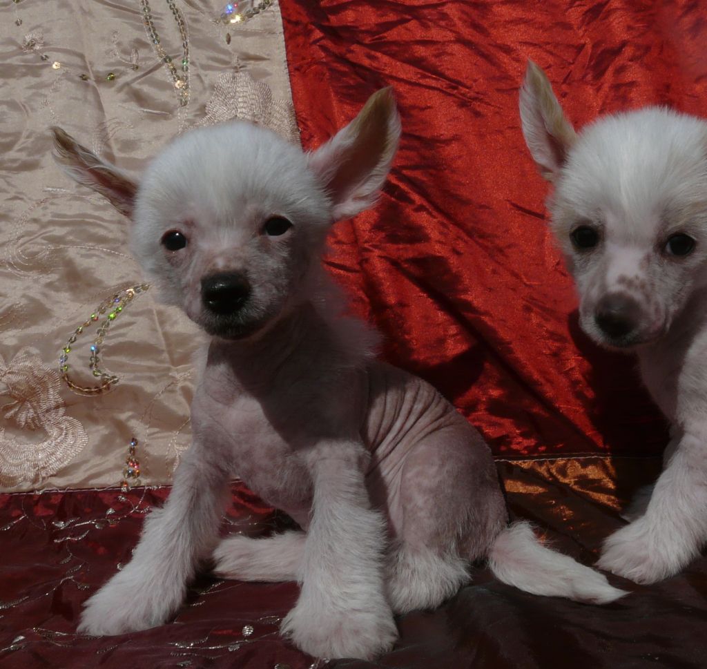 Krasotka Star Headway