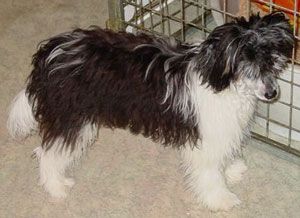 Valentino Fantasy Island