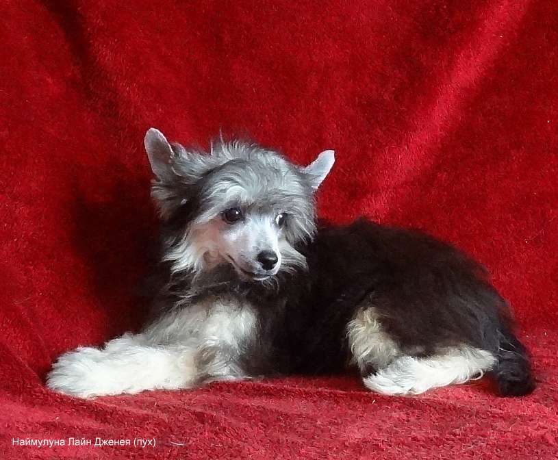 Naimuluna Line Dzheney (puff)