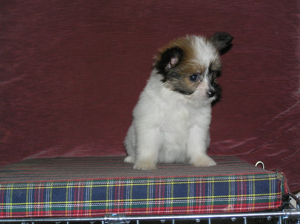 Rus Foreva Russkaya Ruletka