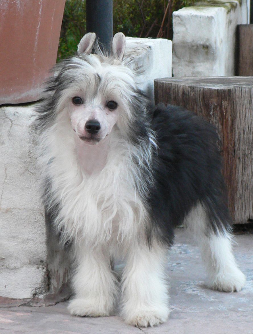 Lisbury's Moonlight Shadow