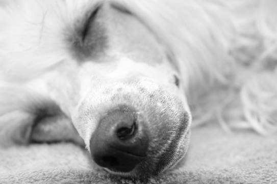 Everlasting Love Princes de la Roses