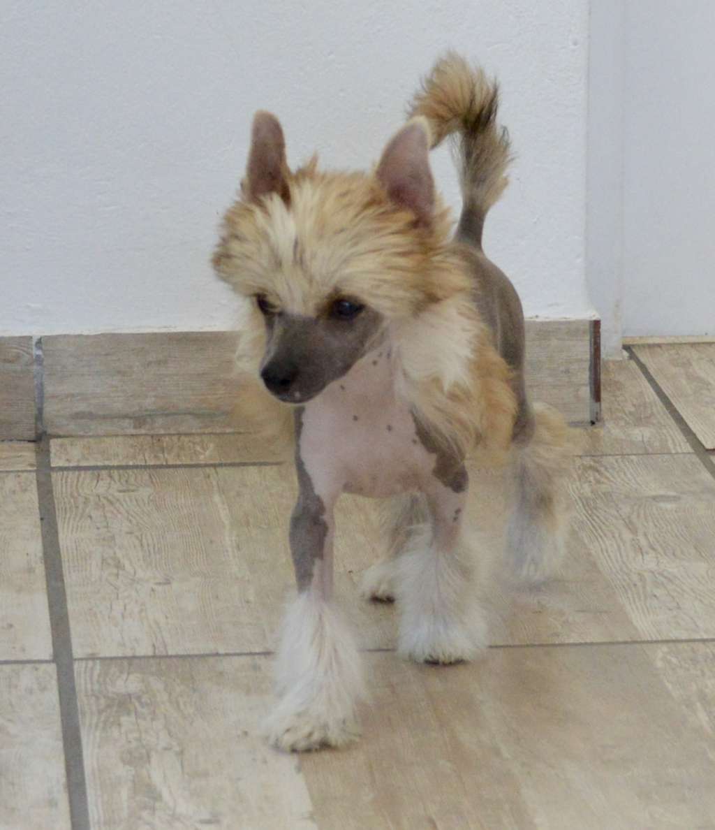 Instyler von Shinbashi