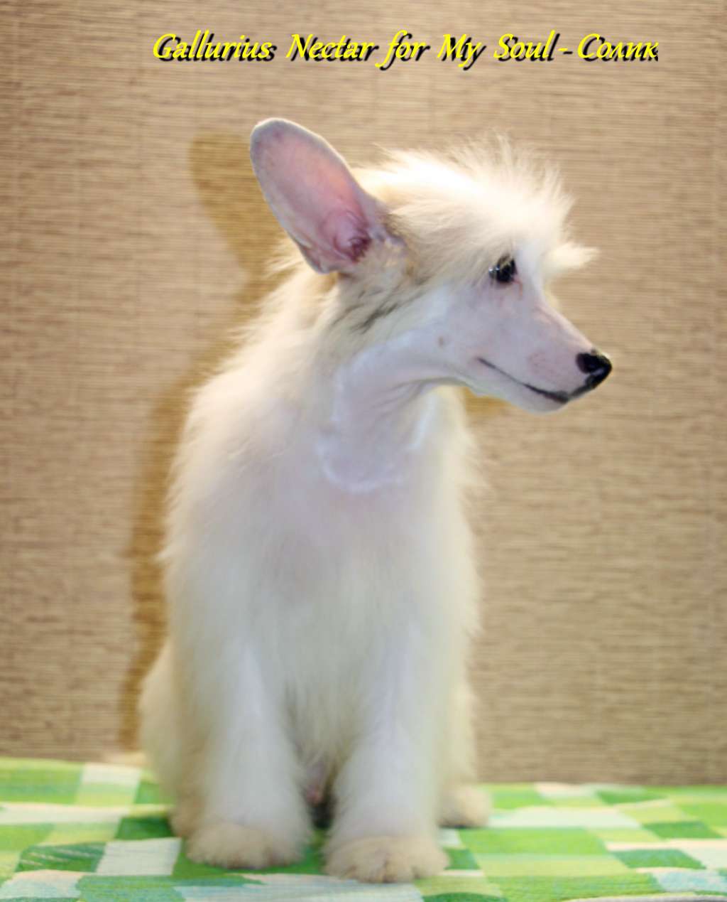 Gallurius  Nectar  for  My  Soul