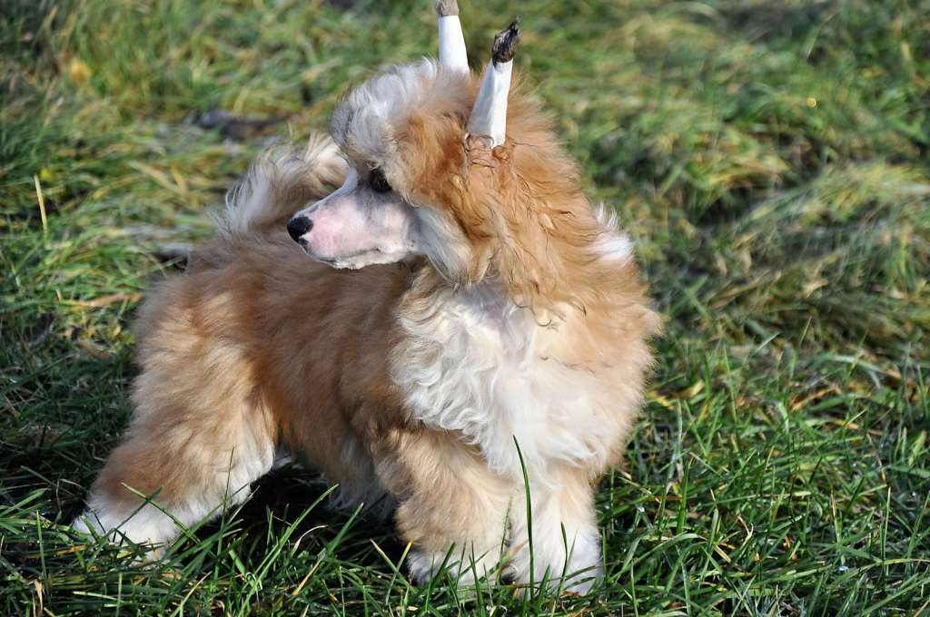 Teddy Bear Winning Smile