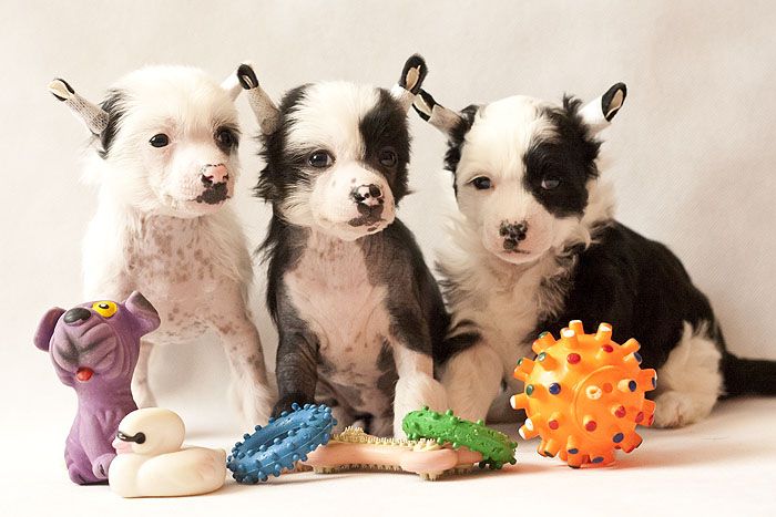 Status Imperial Hot Kiss