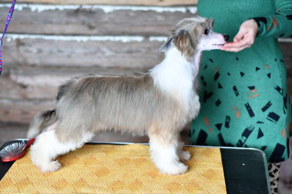 Plumbum Winning Smile