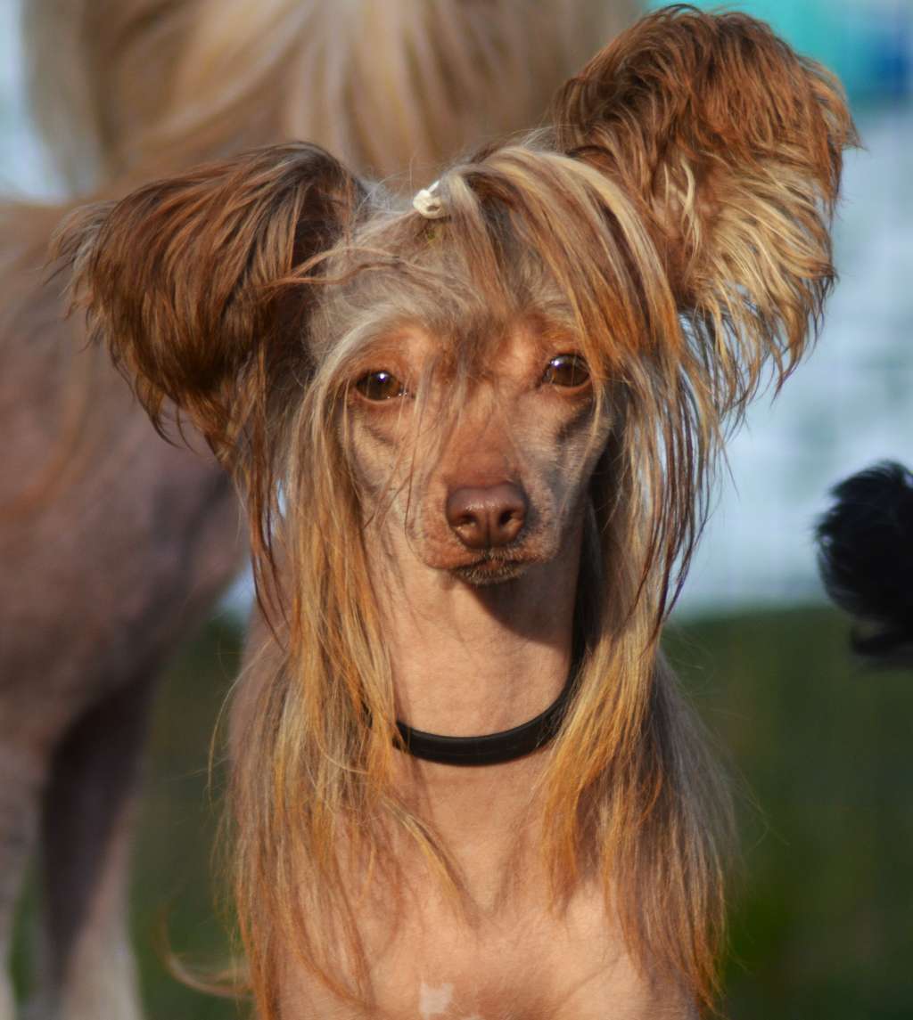 ChinoPata's Valiant Princess Pea