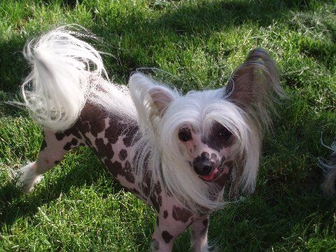 Pyramid Asti Spumante