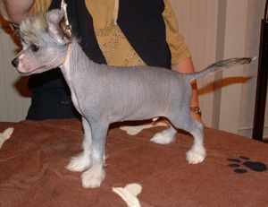  De La Mahafu's Chance's Boy