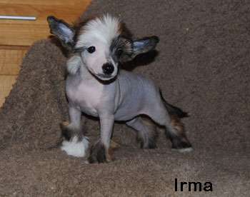 Krysolit Love Unlimited