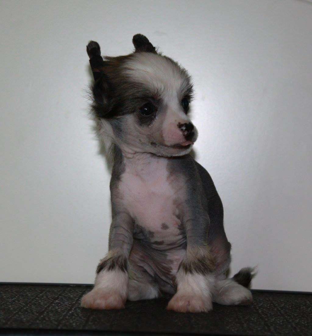 Viuvaun Hokkuspokkus