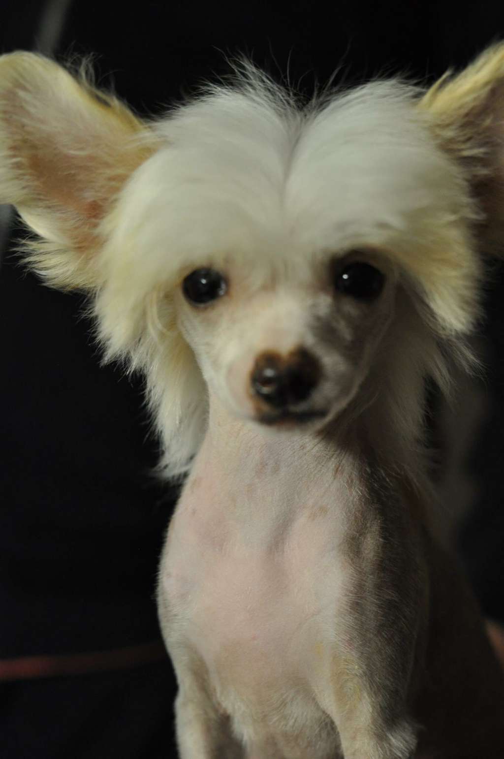 Speechless Aprodite's Endless Love