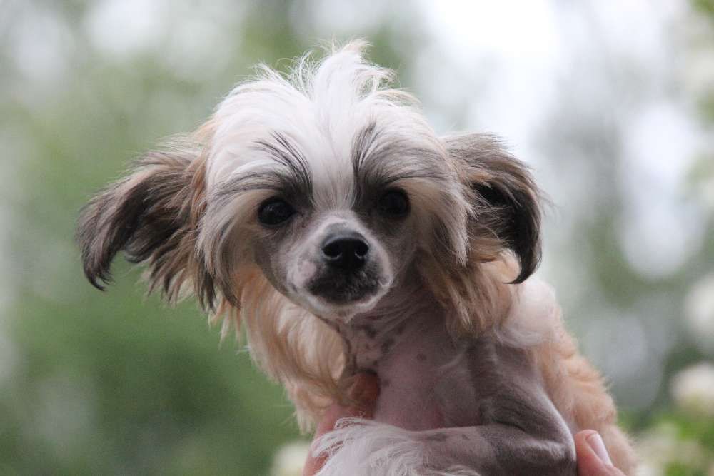 Selfcresteem's Pass Off As A Puff