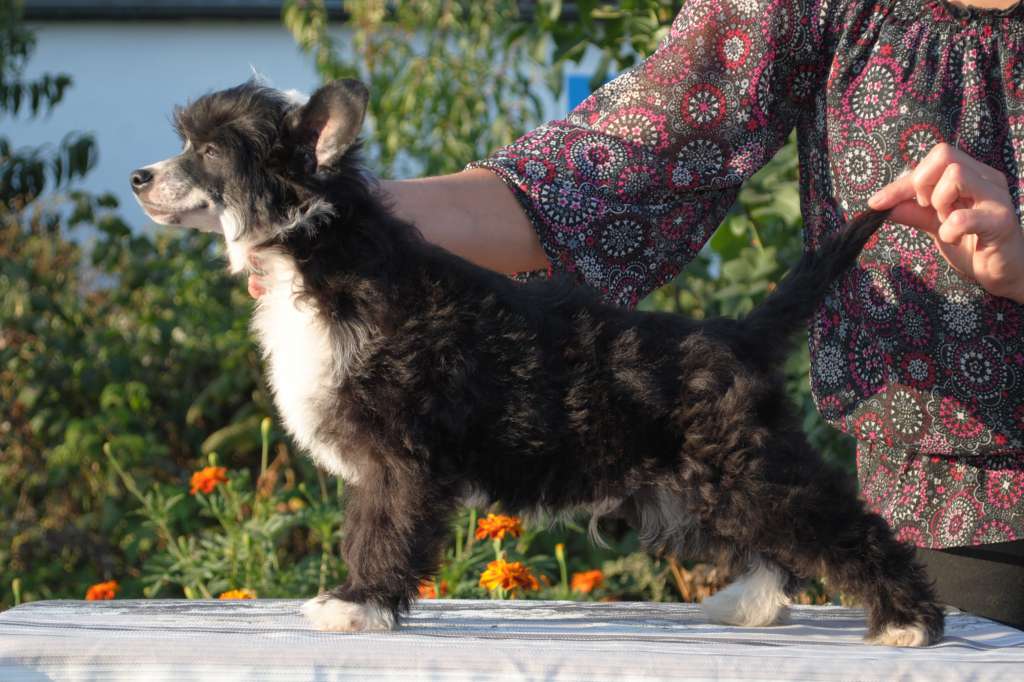 Xammi Favorite Of Luck Dom Drisorto