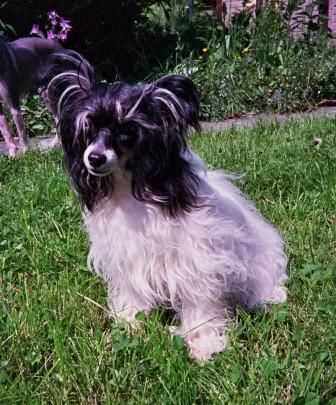 Chiva von Hellmundin