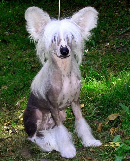 Paul' iz Jablonevogo Sada