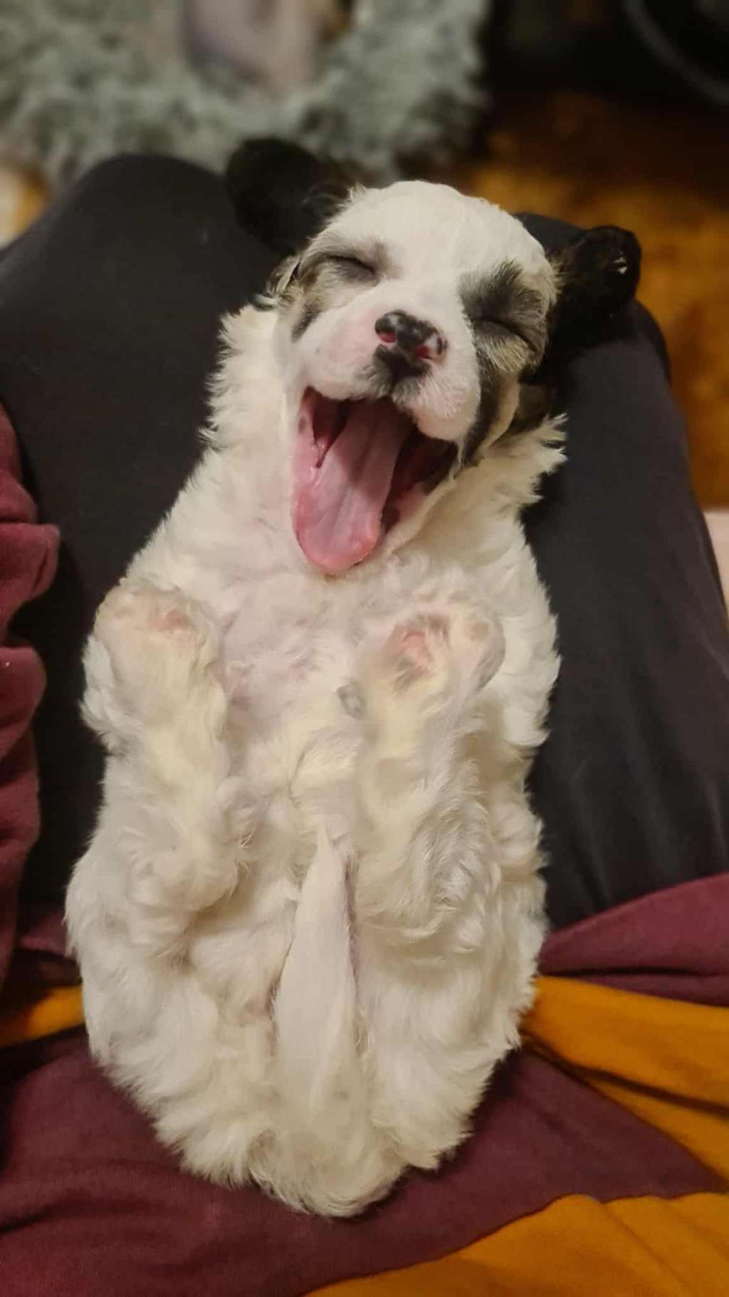 Chagiya's Faenya Lady Of Air & Wind