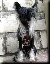 Shambhala's Mr JJ Black