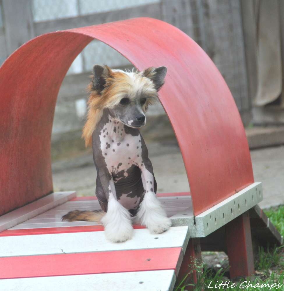 Urielle Little Champs