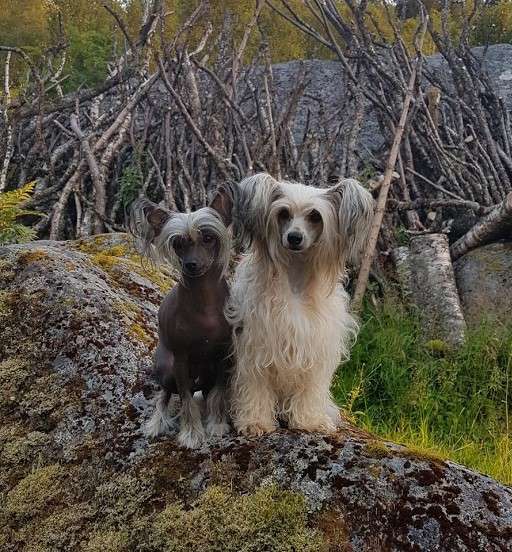 Crested Vixen's Mai Tai