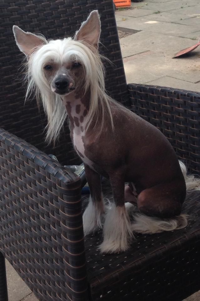 Edcullen's Glade Dolly Wow Wiki