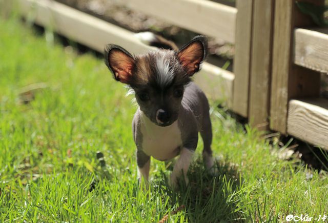 Tirlittan Magic'n Mystic Elli