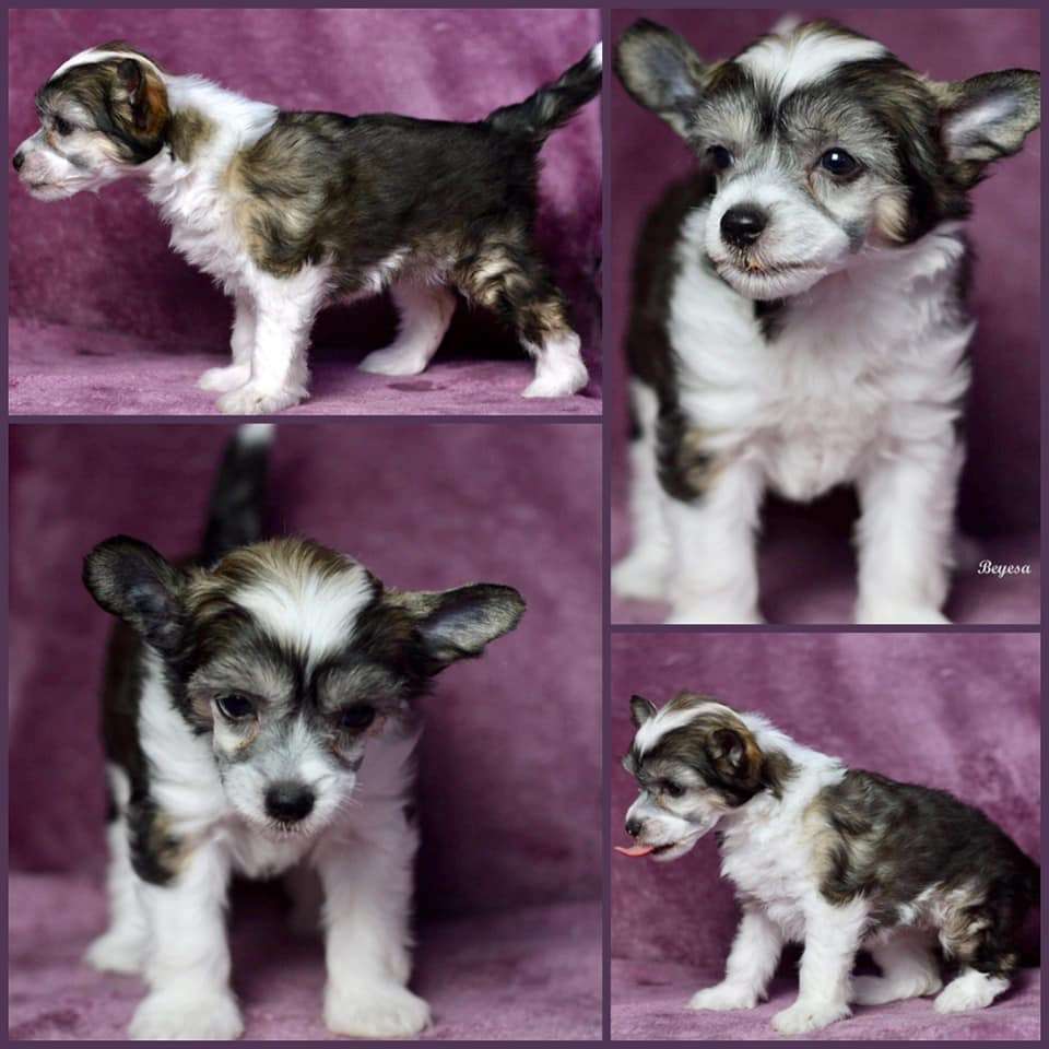 Beyesa's Mesura Amor