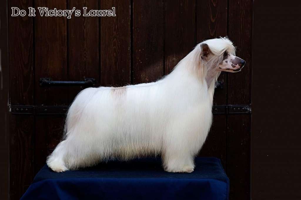 Do It Victory's Laurel