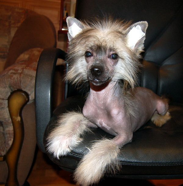 Irgen Gold Naomi Kempbell