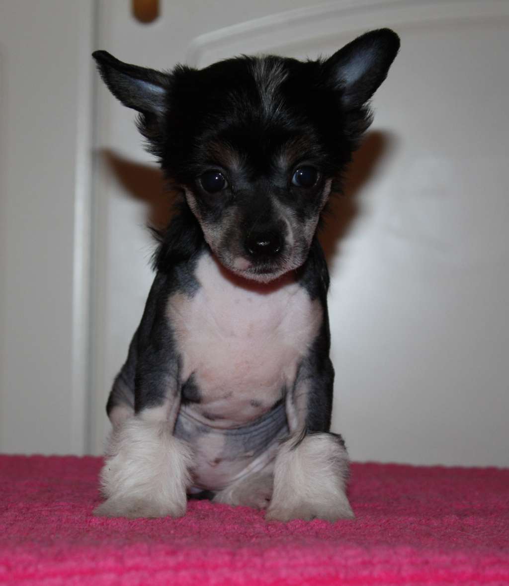 Viuvaun Little Miss Diva