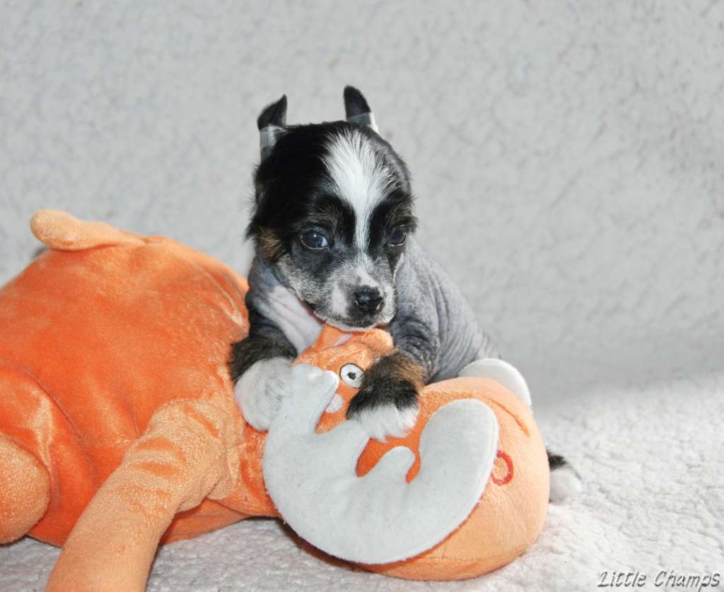 Vanille bourbon Little Champs