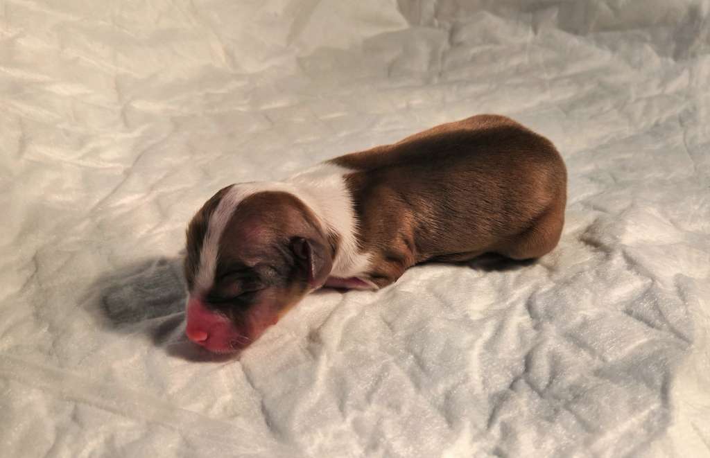 Windy Willow's Knight Galahad the Gallant