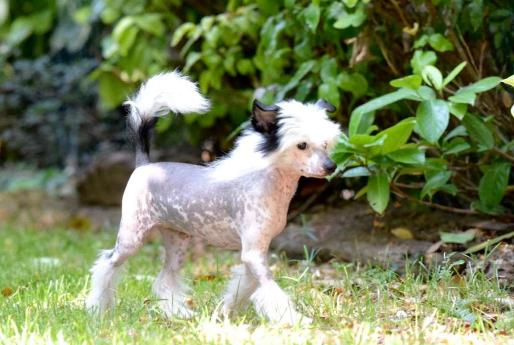 Dakota Rose Monna Lisa