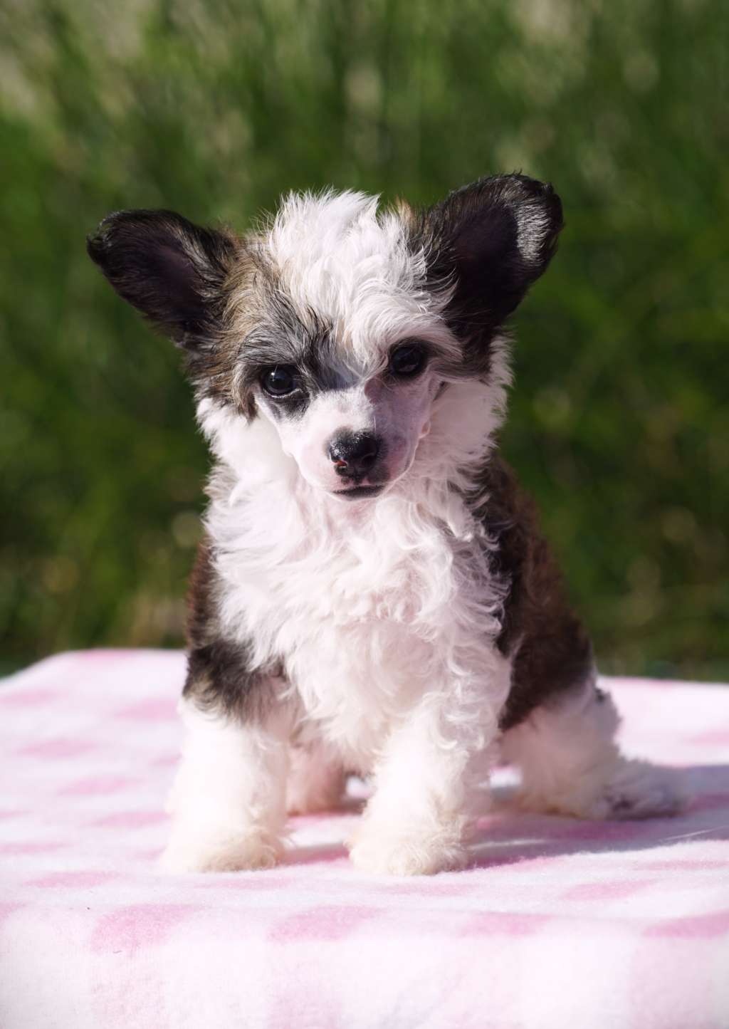 Falling Star Heybett