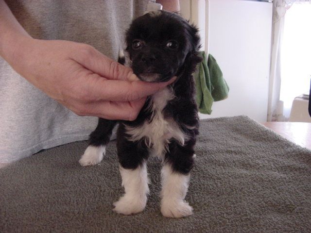 Lesmars Kissed By A Vampire At Pawprints