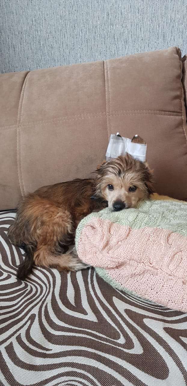 Abrikos Sweet Lion Heart