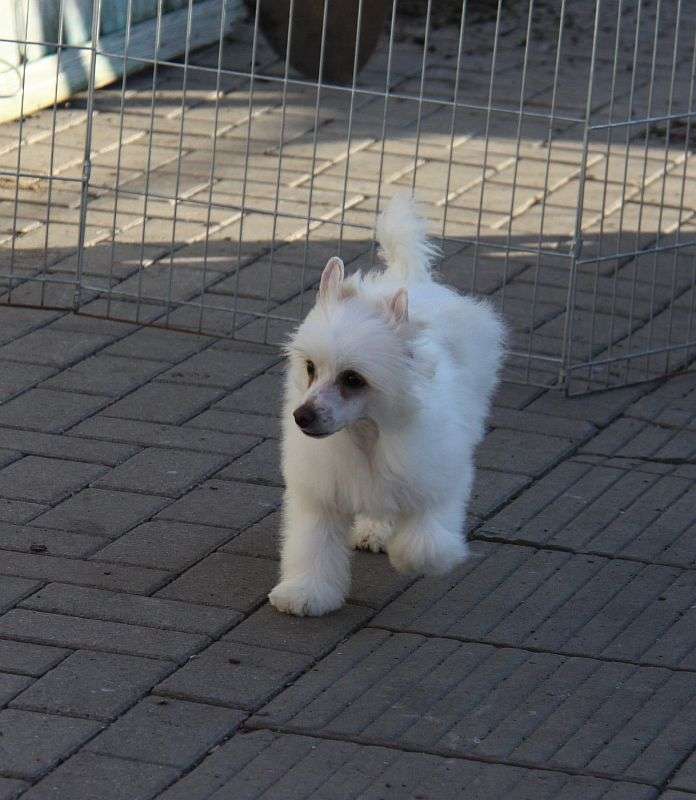 Zheneva-Debjut Kallisto