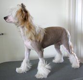 Sun Dan Double Trouble