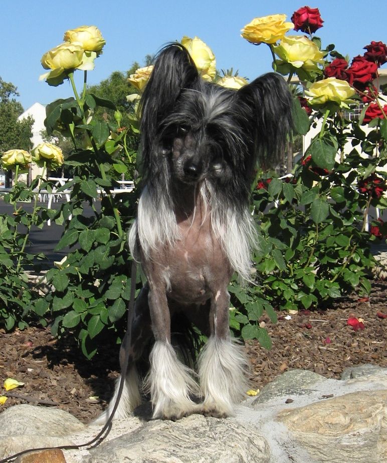 Shida Lil Somethin Somethin