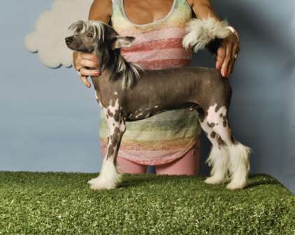 Iznogood des Picholines