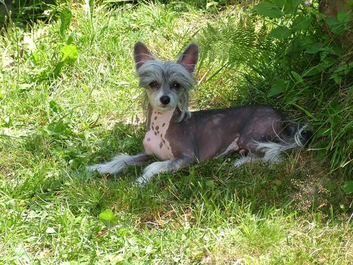 Belaischa Foxy z Valasskeho raje